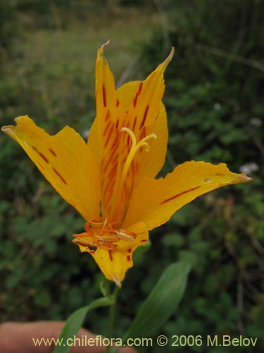 Imágen de Alstroemeria aurea (Alstromeria dorada / Amancay / Liuto / Rayen-cachu). Haga un clic para aumentar parte de imágen.